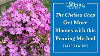 Get MORE BLOOMS with a secret pruning method- the Chelsea chop!