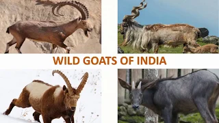 Wild Goats of India 🐐 🇮🇳 | Mammals | Indian Animals