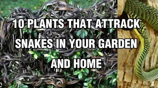 10 PLANTS THAT ATTRACK SNAKES IN YOUR GARDEN AND HOME #plants #gardening #gardeningideas #snake