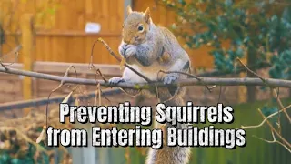 【Camojojo】Preventing Squirrels from Entering Buildings.