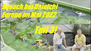 Koi Consult Koitalk #574 Besuch bei Dainichi Europe 24.05.22 Teil 3