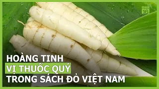 Hoàng tinh - Vị thuốc quý trong sách đỏ Việt Nam | VTC16