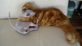 Lubic (sphynx) and Mirkec (maine coon) - my two crazy cats having fun...