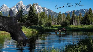 Moose Encounter in Grand Teton National Park