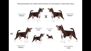 Скрещивание ЧИХУАХУА МИНИ и стандартного ЧИХУА / питомник чихуахуа Мари Мистик/ Марина Белкина