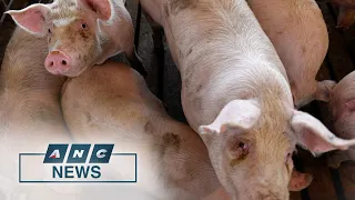 2,000 hogs from South Cotabato brought to Metro Manila to address pork shortage | ANC