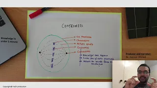 Centromere importance in cell division