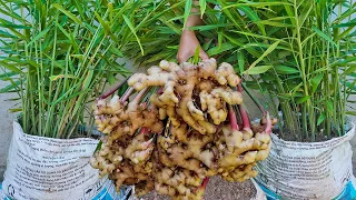 Amazing idea for growing ginger | How to grow ginger in bag to fast harvest
