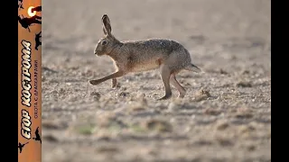 Удачная охота на зайца в чудесный осенний день. Ноябрь 2023г.