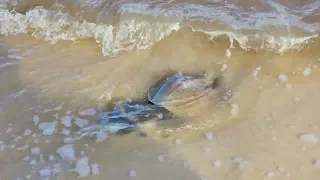 Horseshoe Crabs Mating