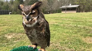 Great Horned Owls