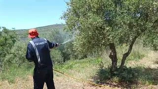 ραντισμα με αμινοξεα φυκια κ βοριο μαγνησιο καρποδετικα... μονο με Εγκεκριμενα σκευασματα ...ΚΡΗΤΗ