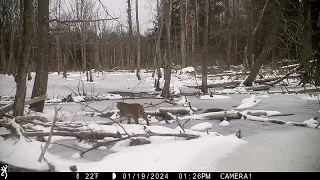 Trail cam: Winter in Western Massachusetts