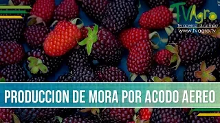 Como se produce mora por acodo aereo - TvAgro por Juan Gonzalo Angel