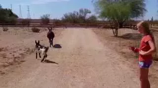 Baby Donkey Runs for the First Time [cutest animals cute baby animals]