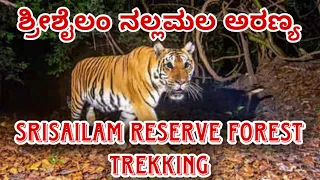 Srisailam Reserve Forest Trekking.   ಶ್ರೀಶೈಲ ನಲ್ಲಮಲ ಅರಣ್ಯ