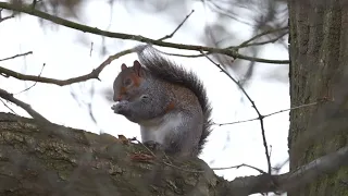 Grey Squirrel calling