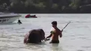 Baby Elephant bathing on the Paradise Beach, Phuket Island