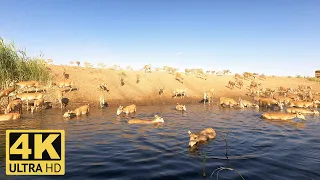 Saigas at a watering hole drink water in the heat