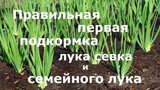 Правильная первая подкормка лука севка и семейного лука!