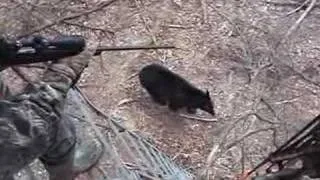 When Bears Go Wild