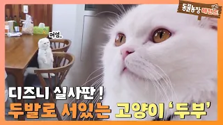 [TV 동물농장 레전드] 디즈니 실사판! 두발로 서는 고양이 ‘두부’ 풀버전 다시 보기 I TV동물농장 (Animal Farm) | SBS Story