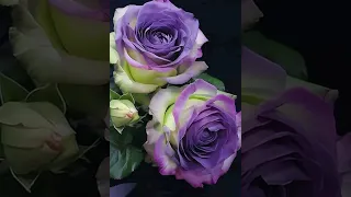 💐🌷💞💥🌹❤️ ДЕВОЧКИ ЭТО ДЛЯ ВАС, ПРОСТО ТАК, ДЛЯ НАСТРОЕНИЯ....