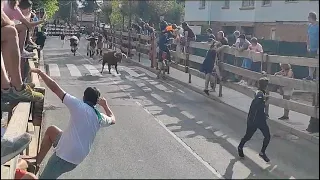 Encierro en las Fiestas de Hoyo 2023, día 8, video de David González