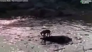 Incredible moment a lion finds itself stranded on a hippo carcass,