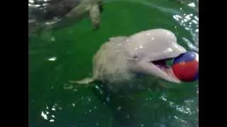 Дельфинарий-белуха и дельфин