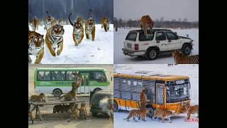 Siberian Tiger Park in Harbin City, Heilongjiang Province, Northeast China 中国东北黑龙江省哈尔滨市东北虎林园