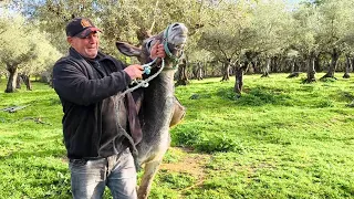 Primera vez que le ponemos la albarda a la burra, a ver qué tal