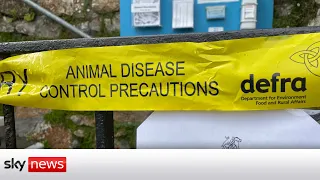 Worst bird flu outbreak in UK history