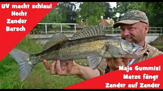 Matze Koch: Zander, Hecht und Barsch mit MAJO Booster Gummis