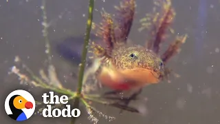 The Extraordinary Life Cycle Of A Salamander | The Dodo