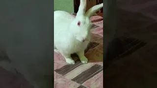 Kitna samjhdaar hai bunny (khargosh) /cute bunny (khargosh) video🐇🐇😘😘