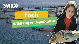 Fisch aus der Zucht oder wild gefangen? Was ihr beim Einkauf beachten könnt I SWR Ökochecker