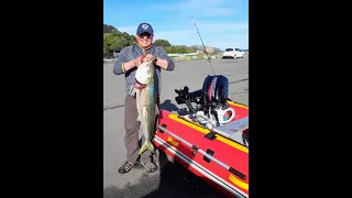 1st Kingfish on TrueKit Inflatable boat @ Wellington Harbour  DAMING ISDA Monster