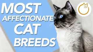 TOP 9 Friendliest Cat Breeds - Best Affectionate Breeds!