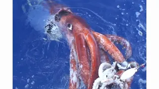 Giant Squid first known video footage 2006