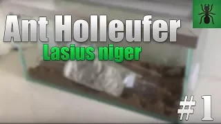 Old Lasius Niger Colony | Lasius Niger Update #1 - Ant Holleufer