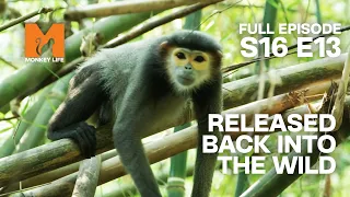 Back In The Wild | Season 16 Episode 13 | Full Episode | Monkey Life