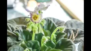 African Violet Blooming