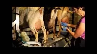 In the Parlor with Gianaclis Part II: Milking