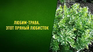 Любисток. Уход, выращивание, заготовка