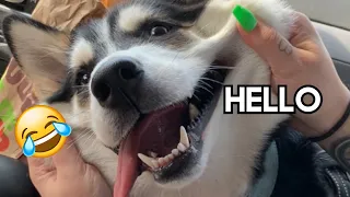 My Husky's Most Famous TikTok's | Talking Husky Compilation