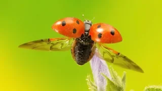 Qué Pasa Con Las Mariquitas l Mini Documental