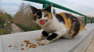 Pregnant Hungry Calico Cat is Looking for Food for Herself and Her Baby.😻