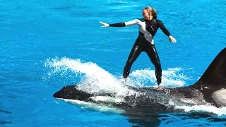 Amazing Show Of Killer Whale And Dolphin | Sea World | San Diego |