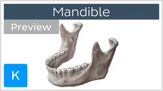 Mandible: structure and bony landmarks (preview) - Human Anatomy | Kenhub